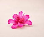 AMARIS – Pinza Floral Rosa Esculpida
