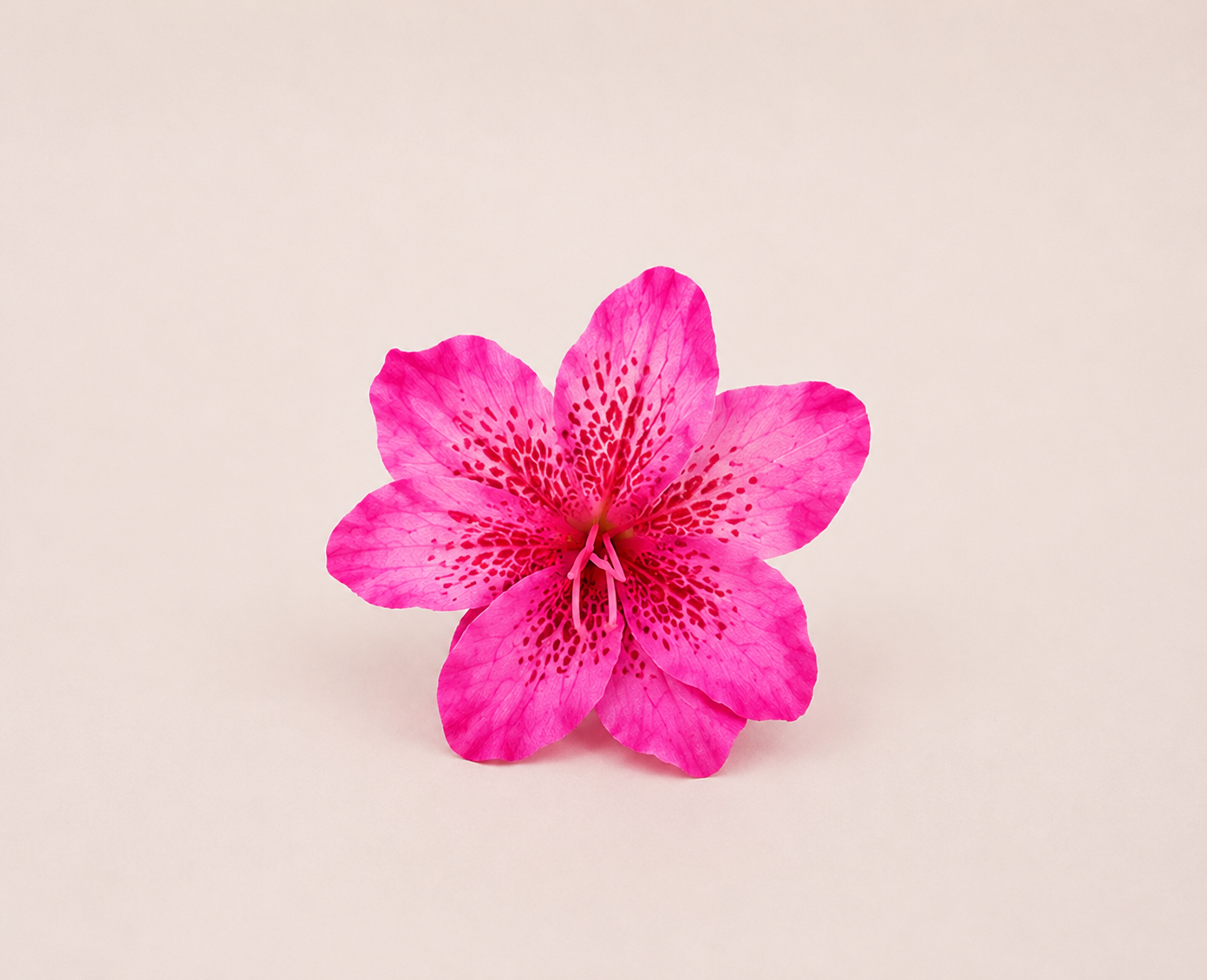 AMARIS – Pinza Floral Rosa Esculpida