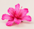 AMARIS – Pinza Floral Rosa Esculpida