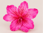 AMARIS – Pinza Floral Rosa Esculpida